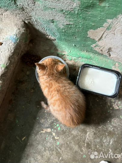Рыжий котенок в добрые руки