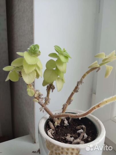 Домашняя лимонная мята