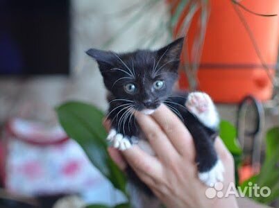 Котенок девочка