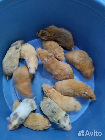 Хомячки на подарочки сирийские