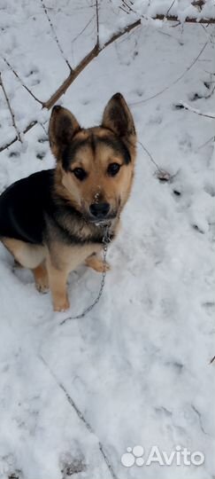 Немецкая овчарка, смесь