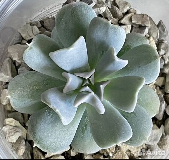 Суккуленты