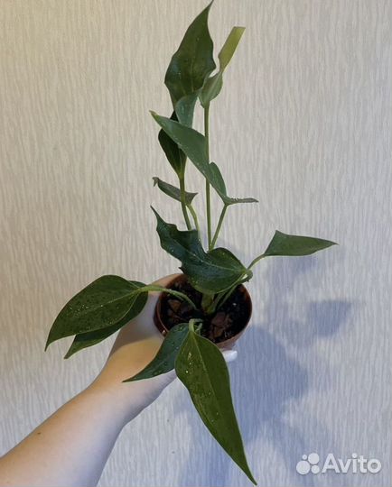 Антуриум лили