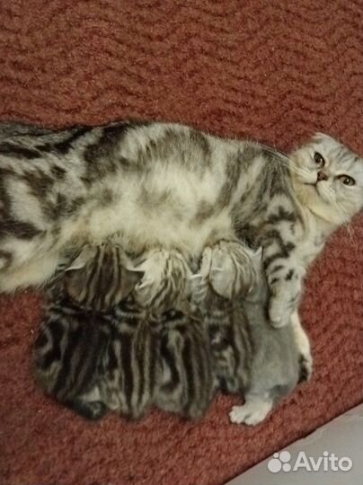 Британские котята