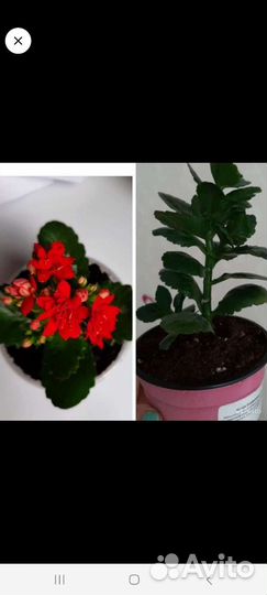 Каланхоэ розовый,жёлт,красн,оранж,малин,лосось