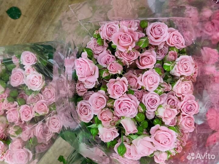 Розы Кустовые/Пионовидные Голландия