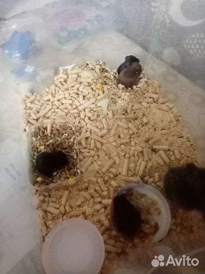 Сирийский хомяк бесплатно