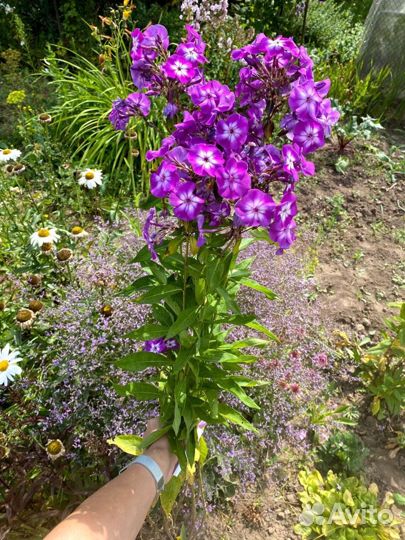 Флоксы многолетние