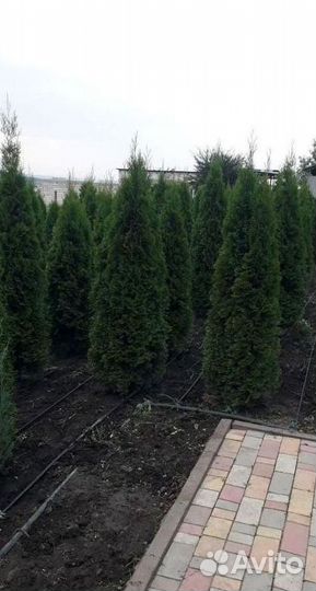 Туя Смарагд