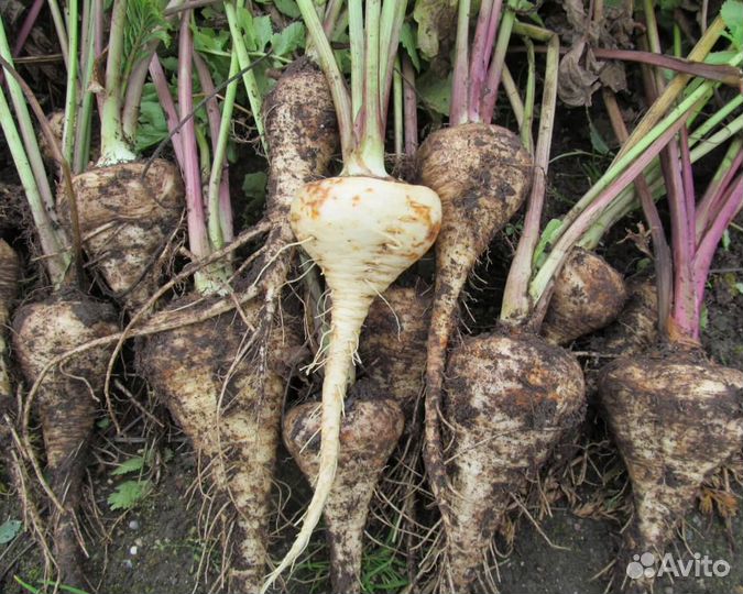 Семена Пастернака 