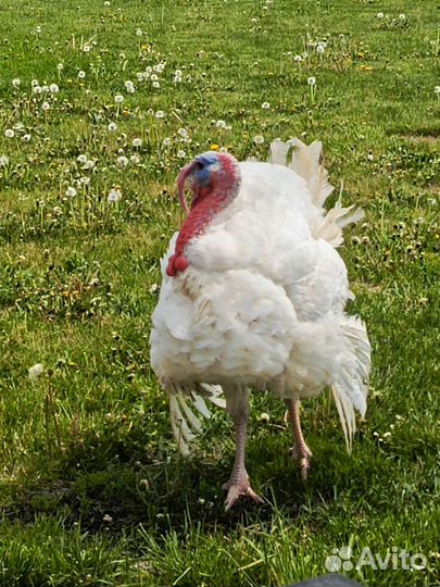 Мясо индюка