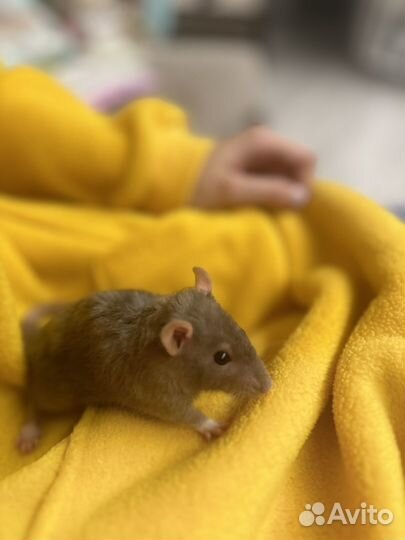 Крыса дамбо