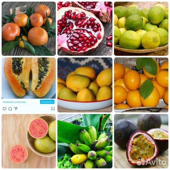 Экзотические растения/саженцы