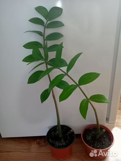 Замиокулькас