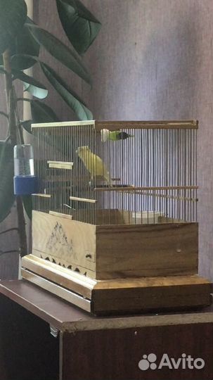 Кенар и канарейки (овсяночного напева)