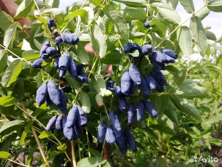 Жимолость - самая ранняя ягода на усадьбе. зкс