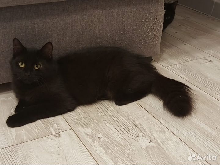 Багира и черная пантера котята