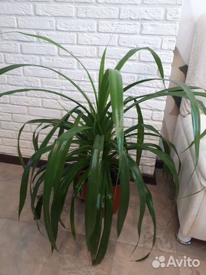 Панданус (винтовая пальма) и фикусы бенджамина