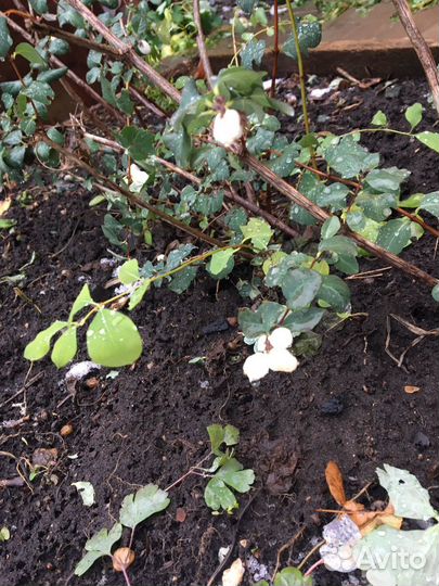 Снежноягодник