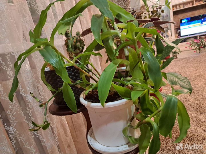 Растение золотой ус с горшком