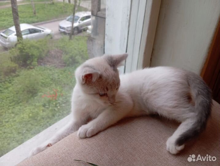 Котята ищут добрые ручки