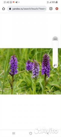 Ятрышник,ромашка полевая,меллиса