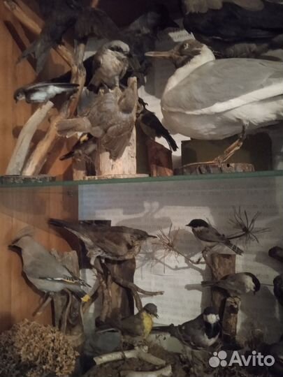 Таксидермия