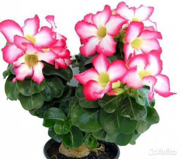 Адениум микс