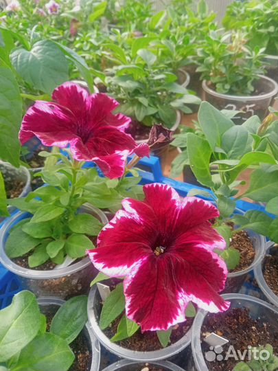 Вегетативная ампельная петунья, калибрахоа