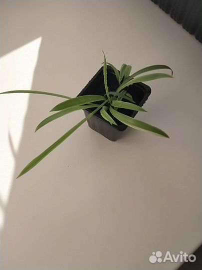 Хлорофитум