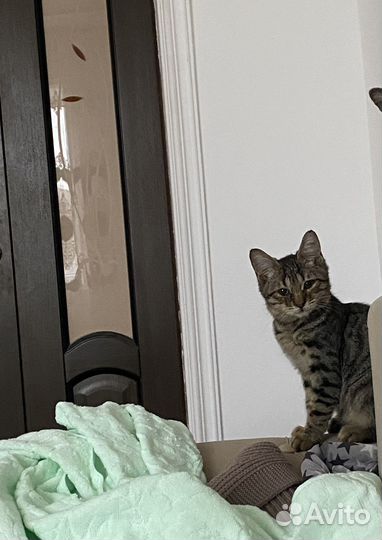 Котенок мальчик