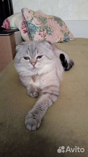 Вязка шотландский кот