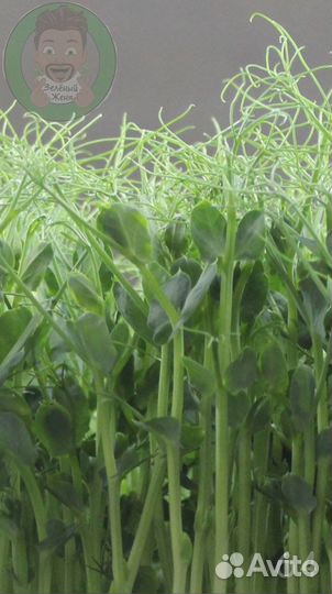Семена для микрозелени/ Гарантия всхода