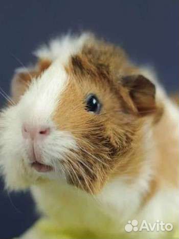 Морские свинки