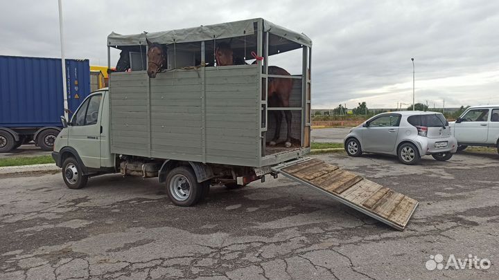 Перевозка лошадей, крс, мрс