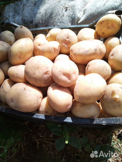 Продам картофель