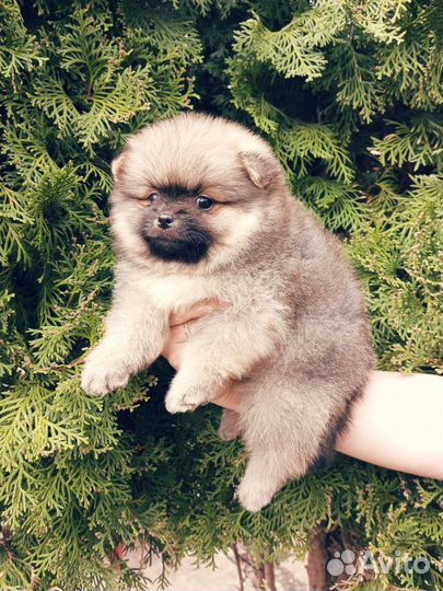 Мини мишки шпицы