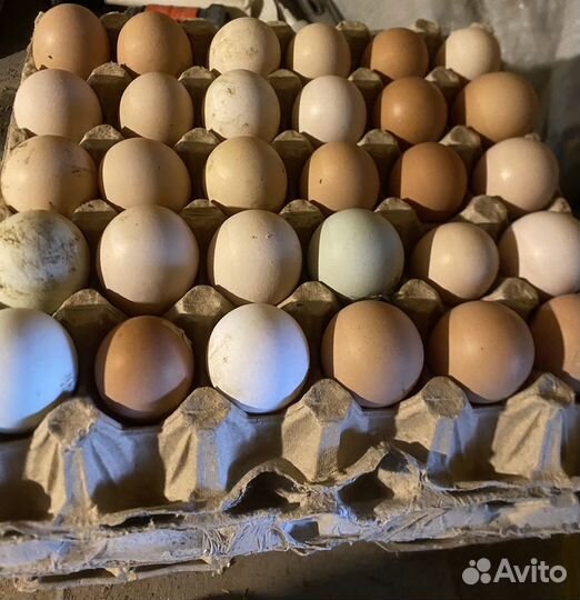 Домашние куриные яйца