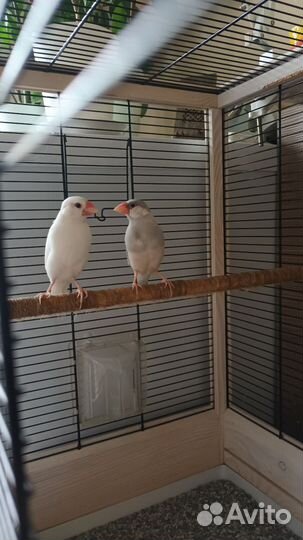 Рисовые амадины с клеткой