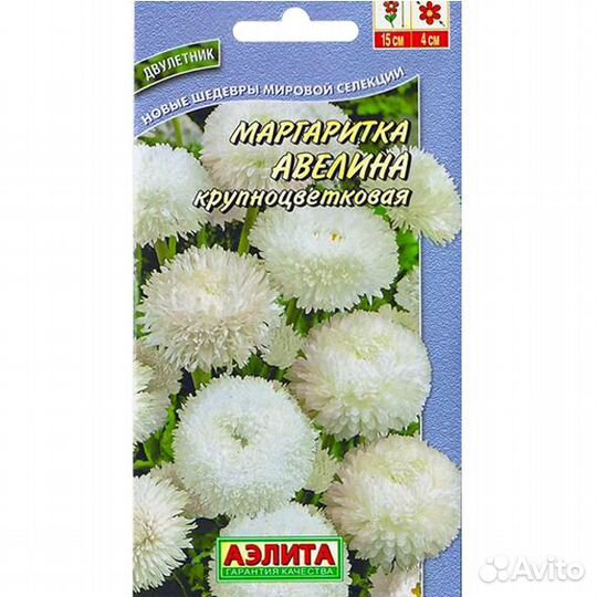 Маргаритка крупноцветковая Авелина