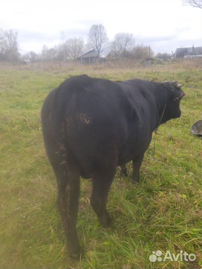 Быки и телки на мясо