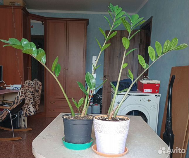 Замиокулькас