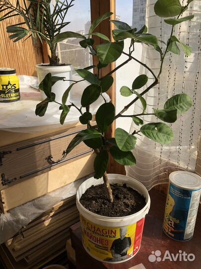 Растения кофе