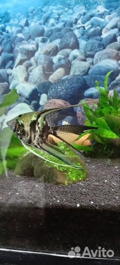 Аквариумные рыбки