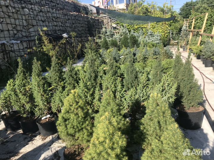 Хвойники. Деревья. Ели, сосны, туи, можжевельники