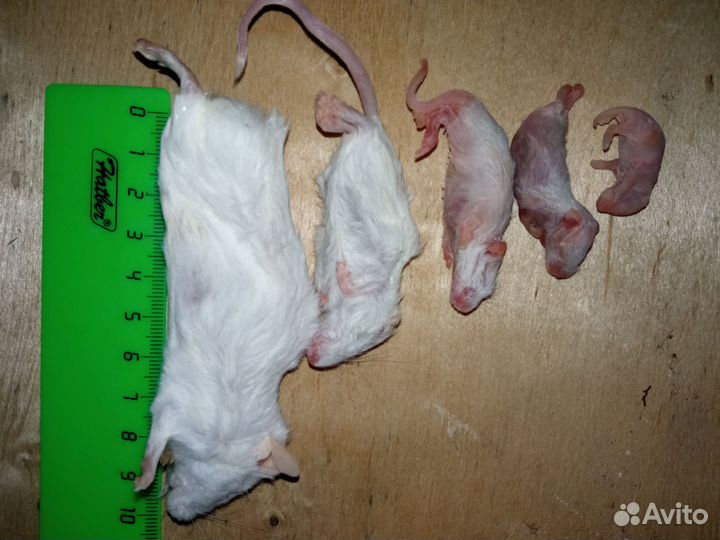 Мыши кормовые