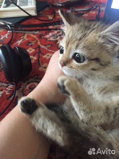 Подарите дом крохе