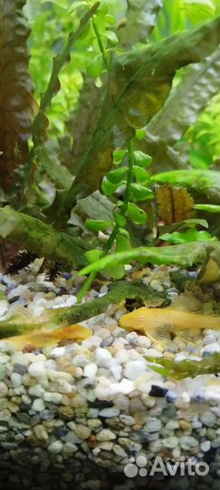 Сомики анцитрусы