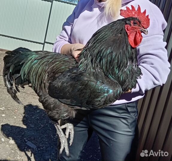 Цыплята Джерсийский гигант Индюшата подрощенные