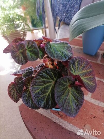 Комнатные растения